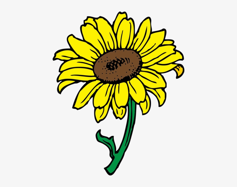 Girasol - Sunflower Clip Art, transparent png #1057327