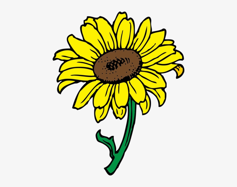 Girasol - Sunflower Clip Art - Free Transparent PNG Download - PNGkey