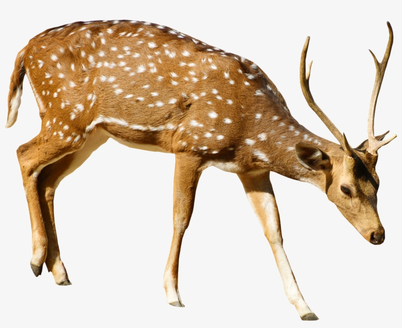Brown Deer With White Spots Standing Png Image - Deer Transparent Png File, transparent png #1058091