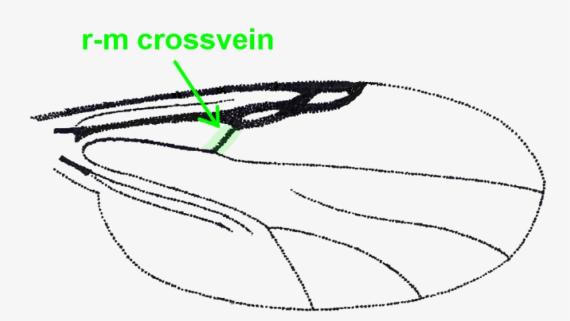 No Pale Spot Cover The R-m Crossvein - Culicoides, transparent png #1058787