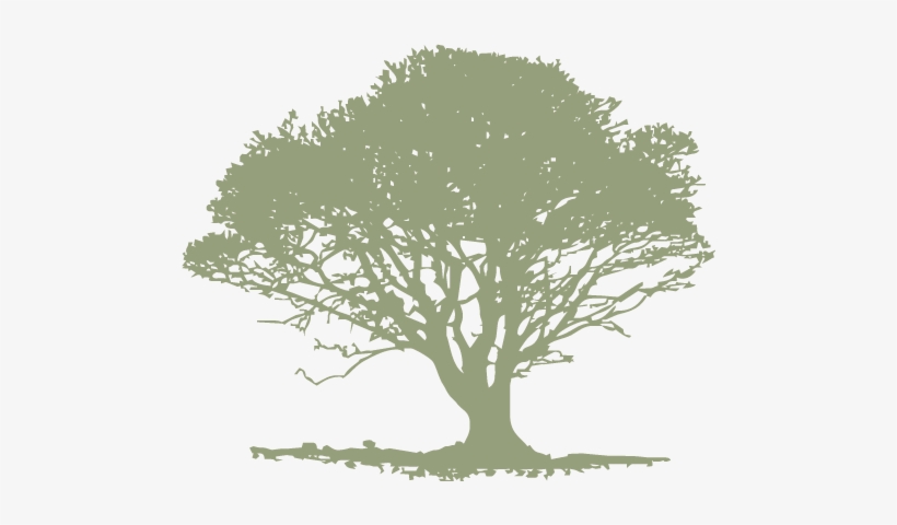 Single Light Green Tree - Tree From The Left Side, transparent png #1059404