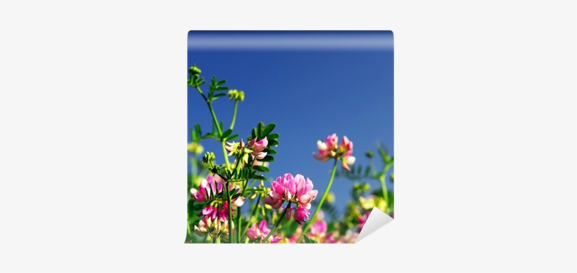 Summer Meadow Background With Blooming Pink Flowers - Red Clover, transparent png #1059433