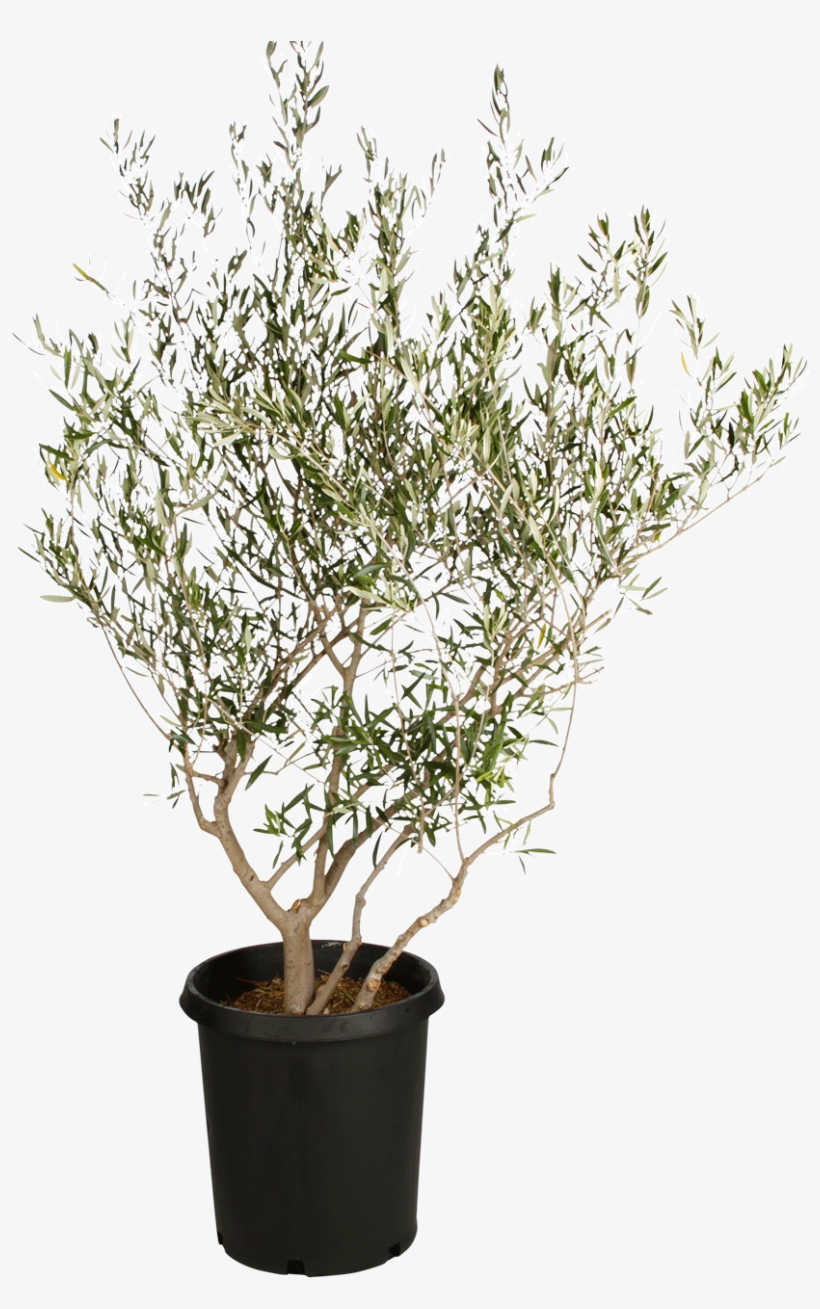 Fruitless Olive Tree - Fruitless Live Olive Trees, transparent png #1059463