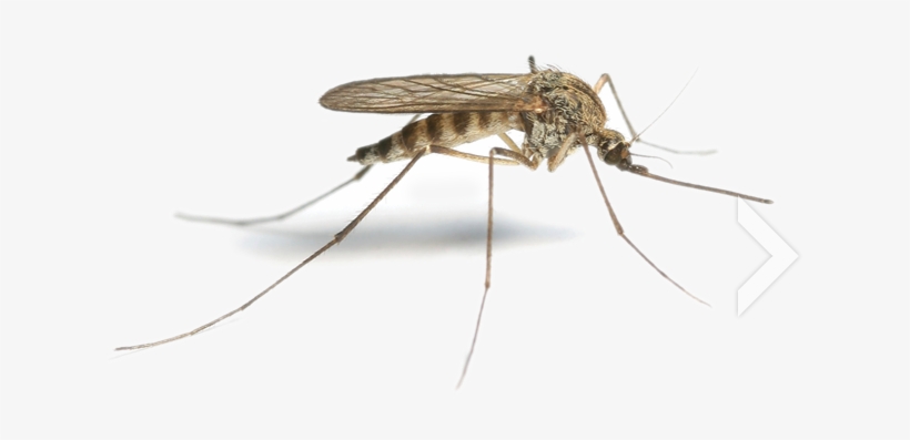 Mosquito Png Hd - Mosquito, transparent png #1059716