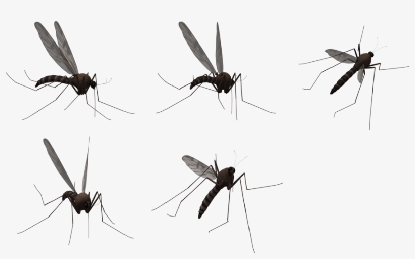 Mosquito Transparent Background, transparent png #1059720