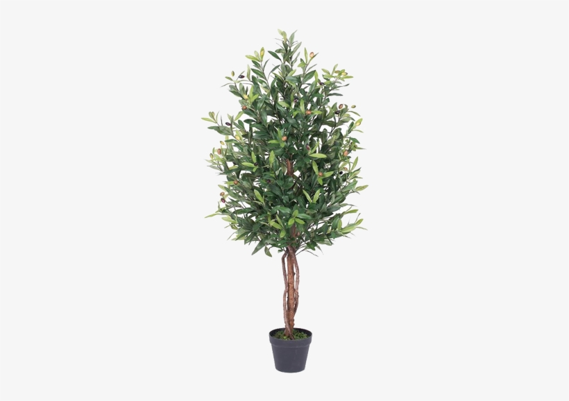 Olive Tree In Pot - Free Transparent PNG Download - PNGkey