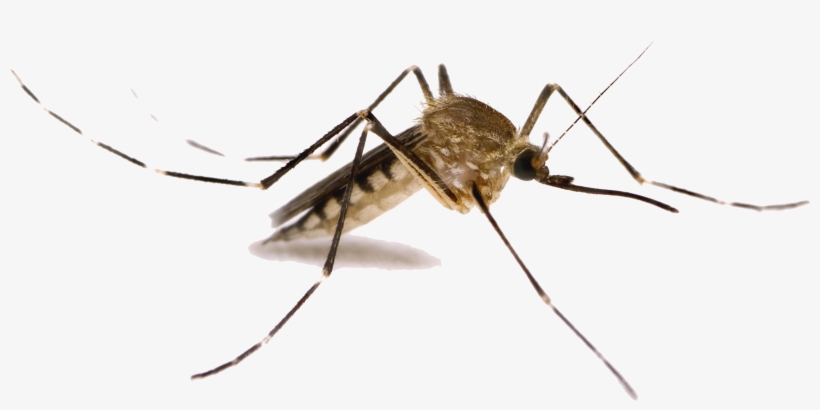Mosquito Png Images - Summer Mosquito, transparent png #1059742