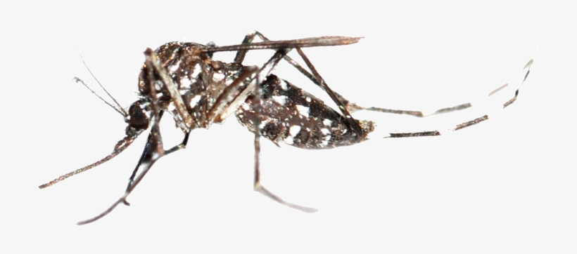 Mosquito Bug, transparent png #1059764