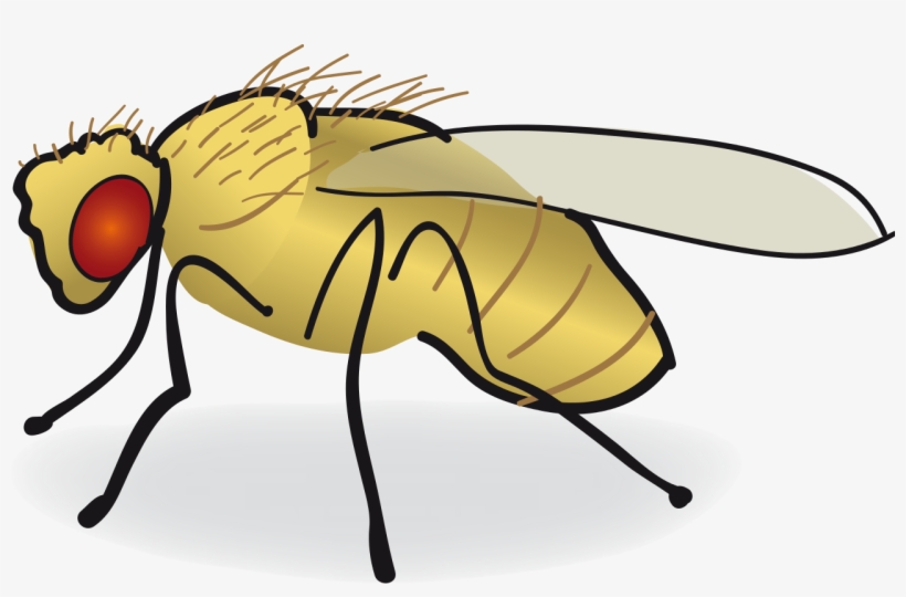 Drosophila Drawing Easy - Fruit Fly Drawing, transparent png #1059787