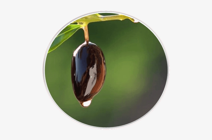 Olive Products Olive Tree - Olive, transparent png #1059808
