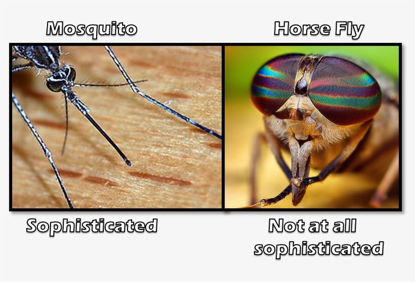 The Mostquito Is Like Modern Day Medical Equipment - Get The Swatter: A Look At Flies (nematocera Suborder), transparent png #1059810