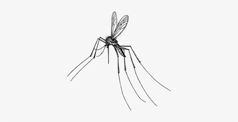 Mosquito Insect Gnat Fly Computer Icons - Gnat Png, transparent png #1059934
