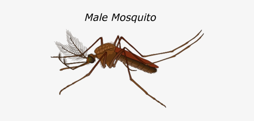Male Mosquito Malaria Bug Pest Wildlife Fl - Mosquitos Machos Y Hembras, transparent png #1059953