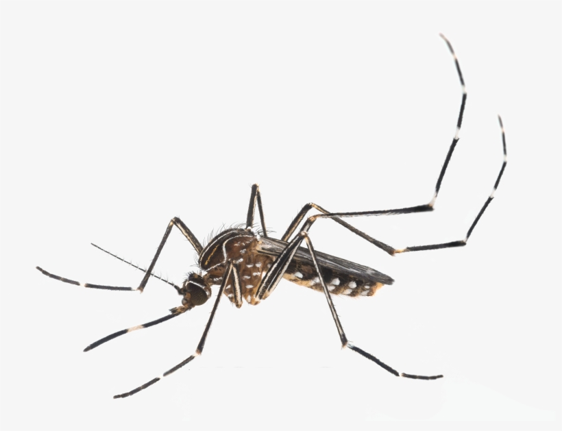 The District's Aggressive Campaign Against Mosquito - Aedes Mosquito Vector, transparent png #1059959