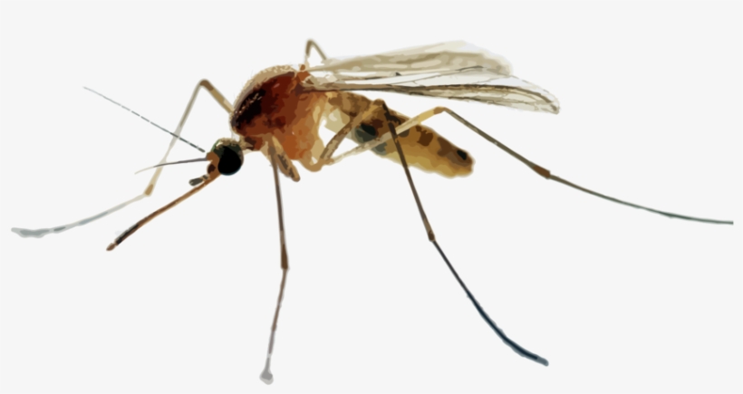 Hr Mosquitoes - Mosquito In The Uk, transparent png #1060130