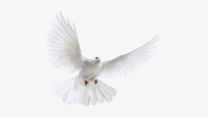 Princesas De Disney Fondo De Pantalla Titled Paloma - Transparent Dove, transparent png #1060406