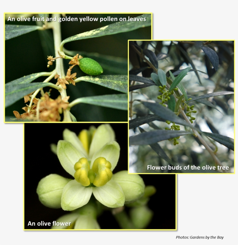 Flowers And Fruits Of Olive Tree - Olive Flowers To Fruit, transparent png #1060408