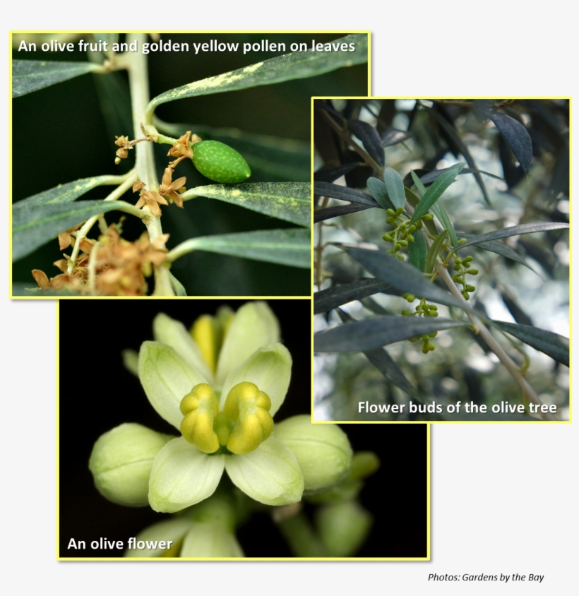 Flowers And Fruits Of Olive Tree Olive Flowers To Fruit Free Transparent Png Download Pngkey