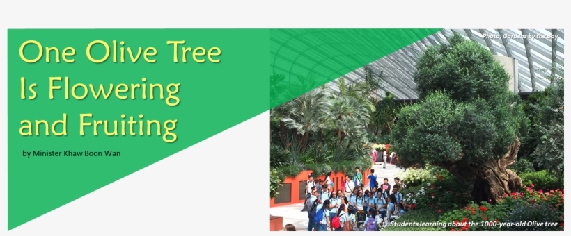 One Olive Tree Is Flowering & Fruiting - Olive, transparent png #1060626