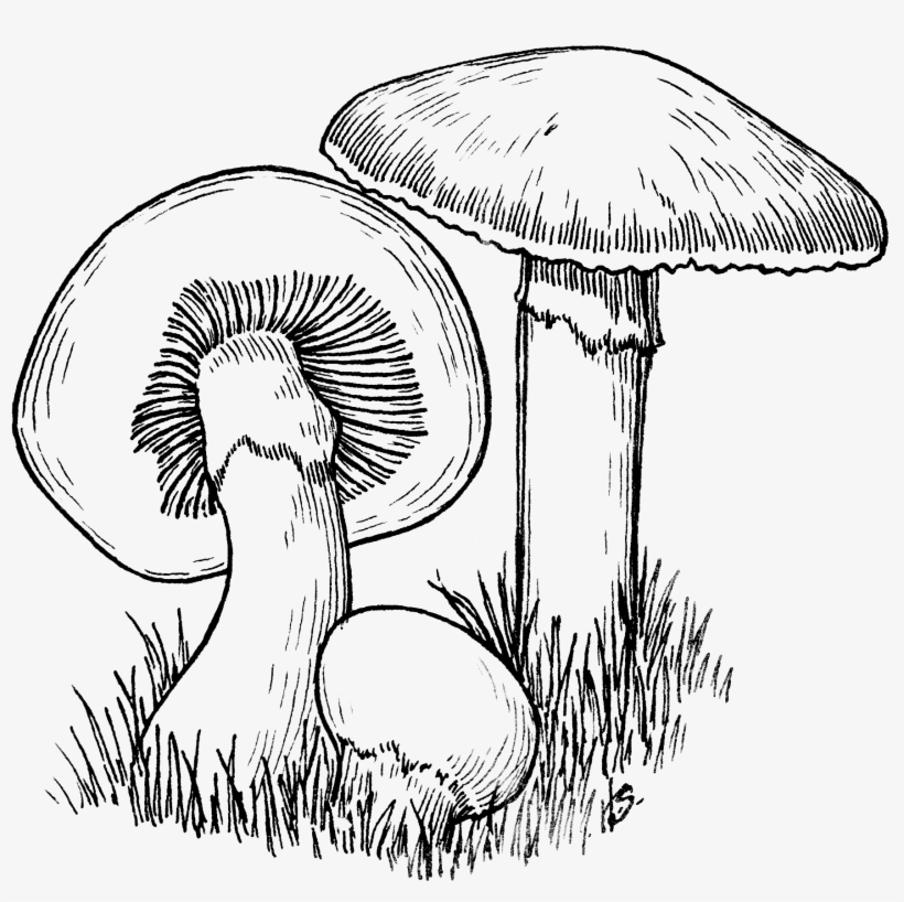 Jpg Freeuse Majestic Mushrooms Oscar The Grouch Diaz - Mushroom Drawing Png, transparent png #1060742