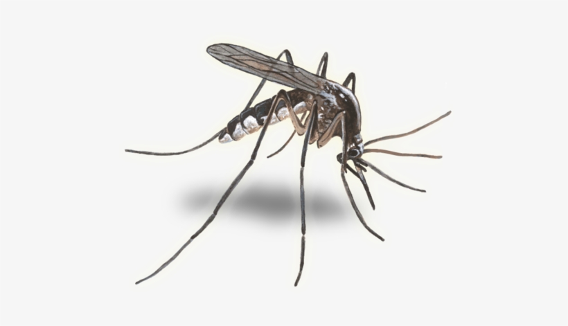 Mosquito Transparent Background, transparent png #1060807