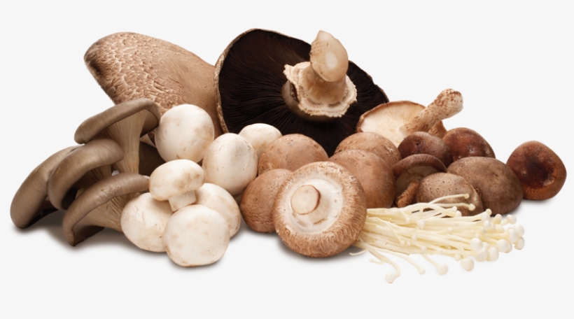 The Magic Of Mushrooms, transparent png #1060918