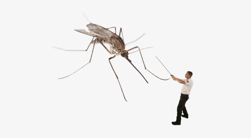 Mosquitovscj - Mosquitoes Massachusetts, transparent png #1060919