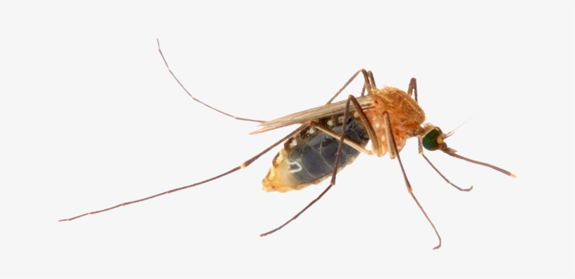 Mosquito, transparent png #1060939