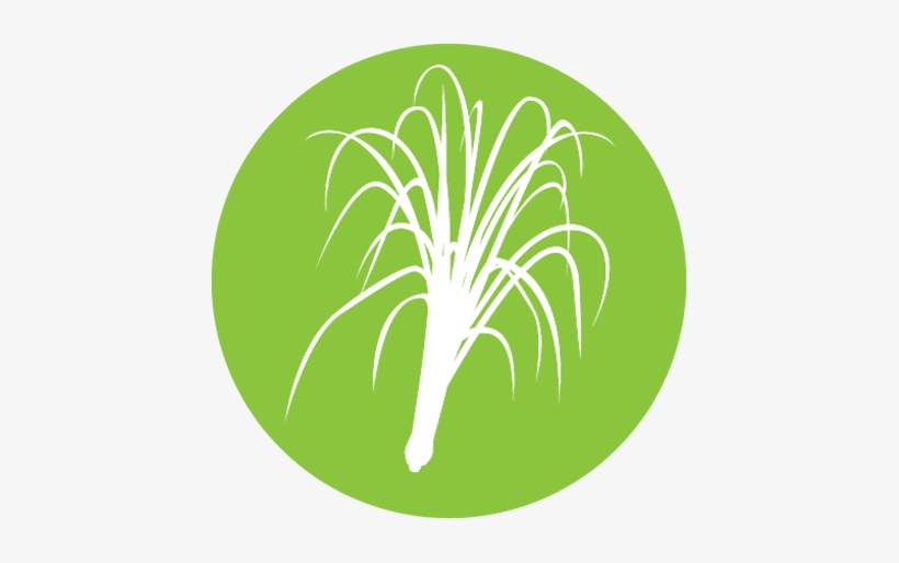 Fazenda Lemongrass Fields - Lemongrass, transparent png #1060961