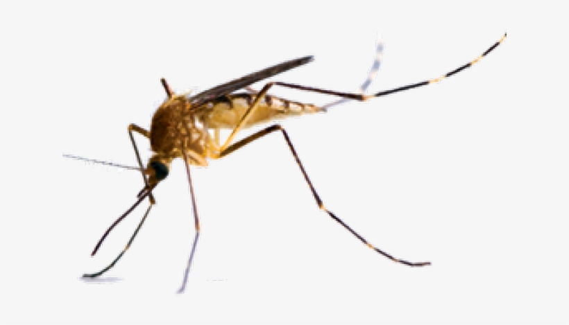 Mosquitos, transparent png #1061000