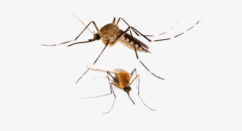 Are You Having Problems With Mosquito In Your Home - Mosquito Anopheles, transparent png #1061223