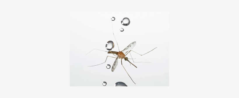 Mosquito - Mosquito De Chuva, transparent png #1061236