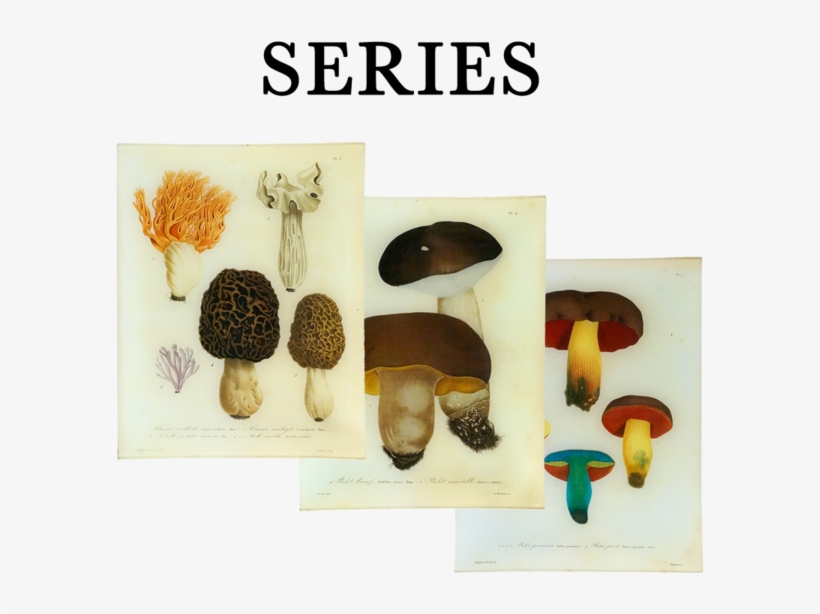 Mushroom, transparent png #1061369