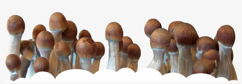 Magic Mushroom Png - Magic Mushrooms Png, transparent png #1061440