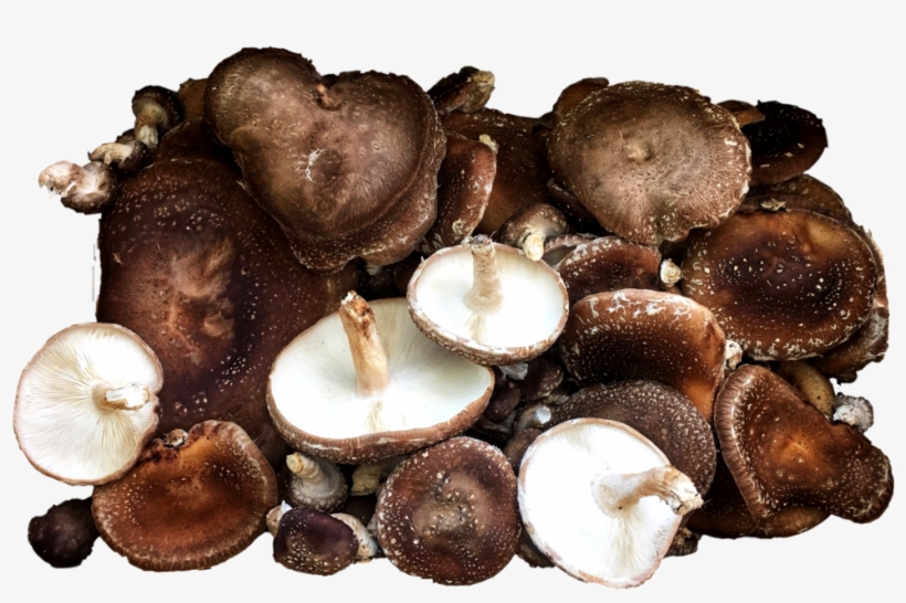 Shiitake Mushrooms - Shiitake, transparent png #1061499