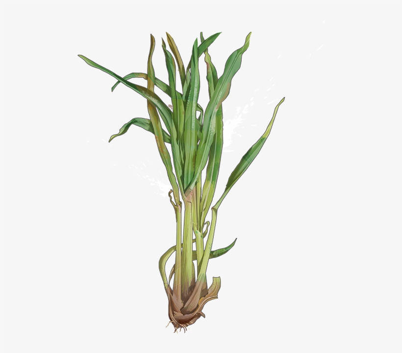 Lemongrass, transparent png #1061871