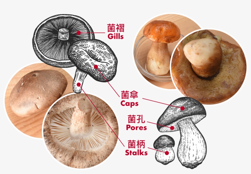 Compare With Shiitake Mushrooms , Boletes (right) Have - Penny Bun, transparent png #1061934