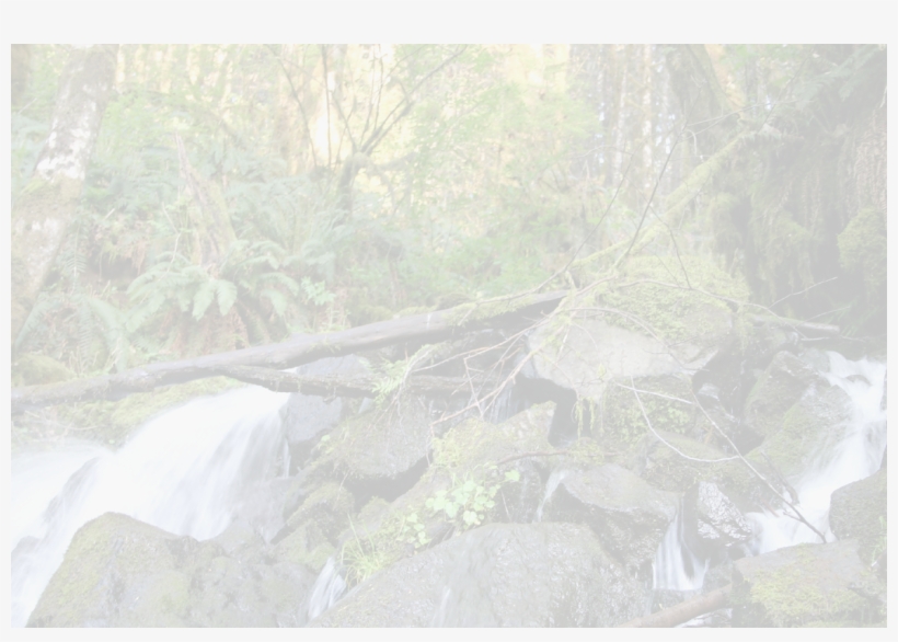 © Camp R&r Backdrop-fade - Old-growth Forest, transparent png #1062906