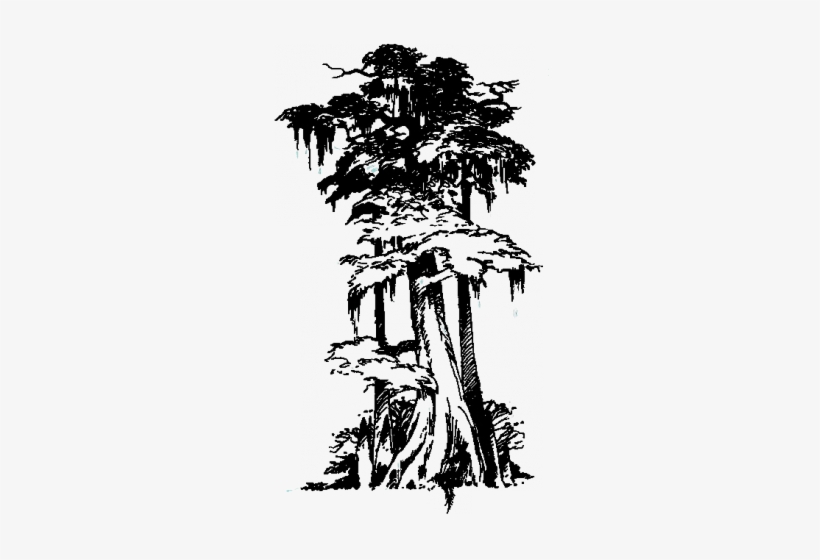 Tree Height - 100 - 00-150 - 00 Feet - Drawings Of Cypress Trees, transparent png #1063561
