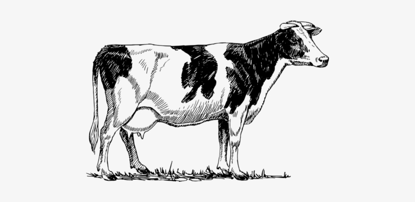 Sweeping The Cobwebs - Cow Vector Drawing, transparent png #1064388