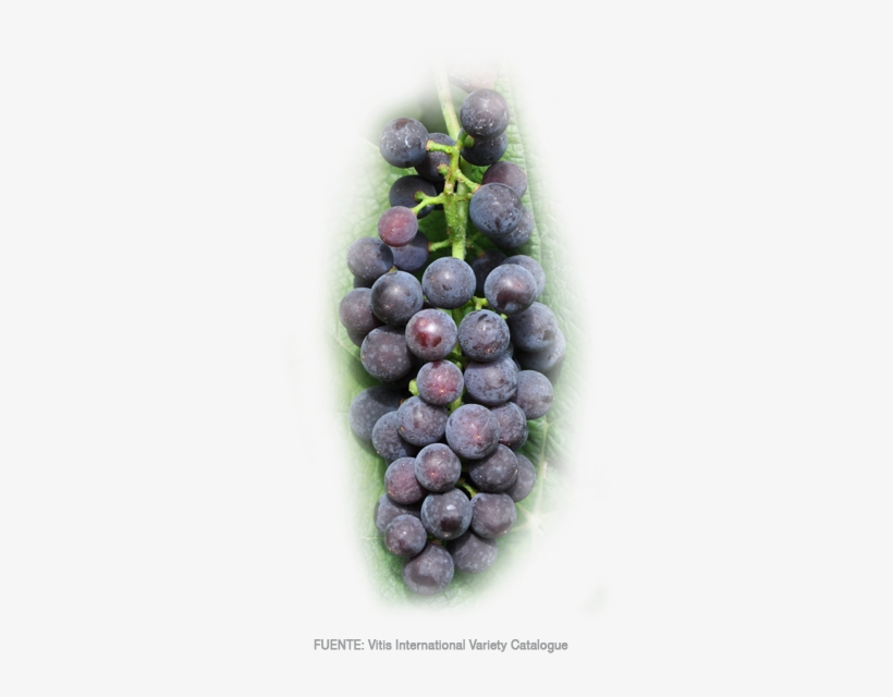 Uvas De Mesa - Seedless Fruit, transparent png #1065458