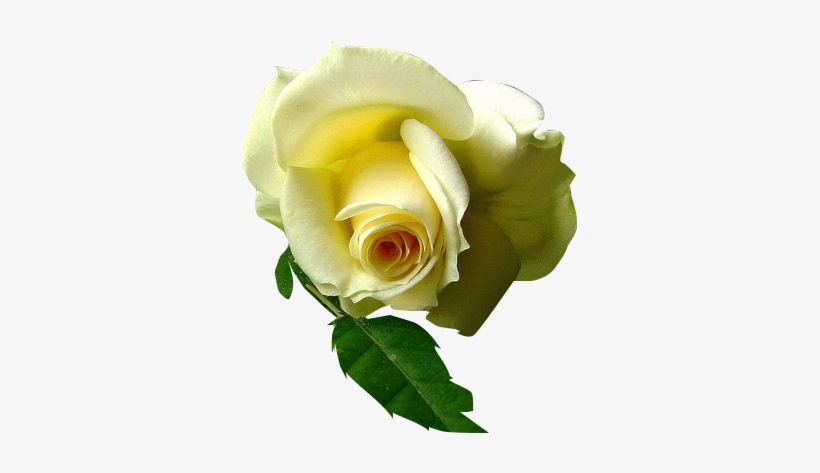 Rosas Amarillas Rosas - Rosa Amarilla Fondo Transparente - Free Transparent  PNG Download - PNGkey