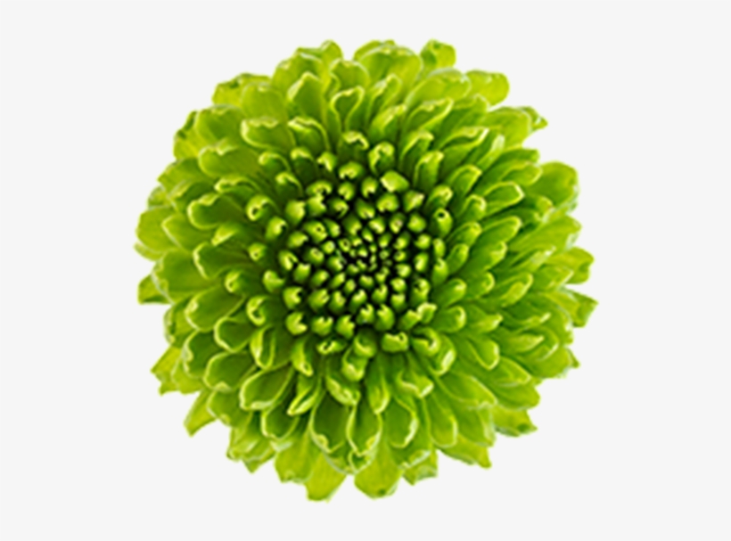 Gemini Gemini - Artificial Flower, transparent png #1065722