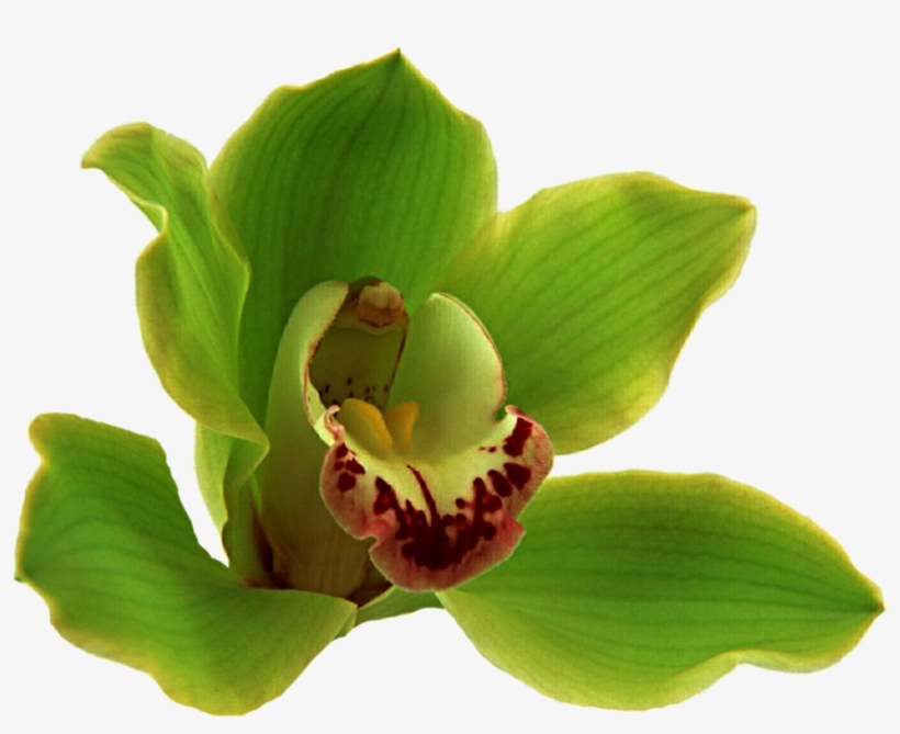 (16+) Healing Music. Исцеляющая Музыка, transparent png #1066004