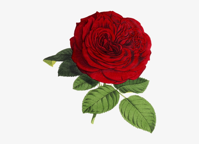 Rose, Flower, Flowers, Red, Green, Isolated, Vintage - 14th Happy Birthday Wishes, transparent png #1066198