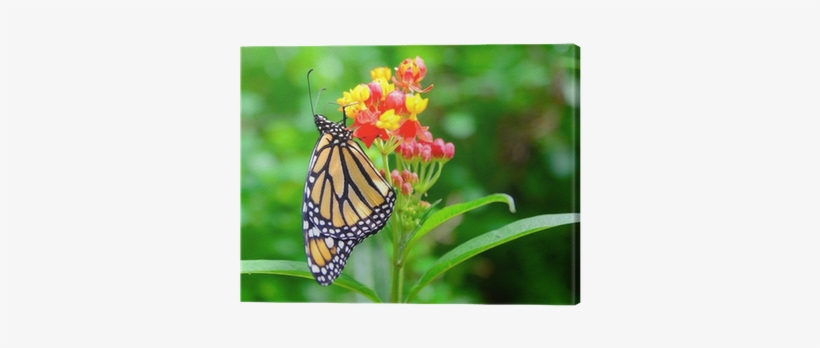 The Monarch Butterfly Feeding The Nectar From The Green - Monarch Butterfly, transparent png #1066452