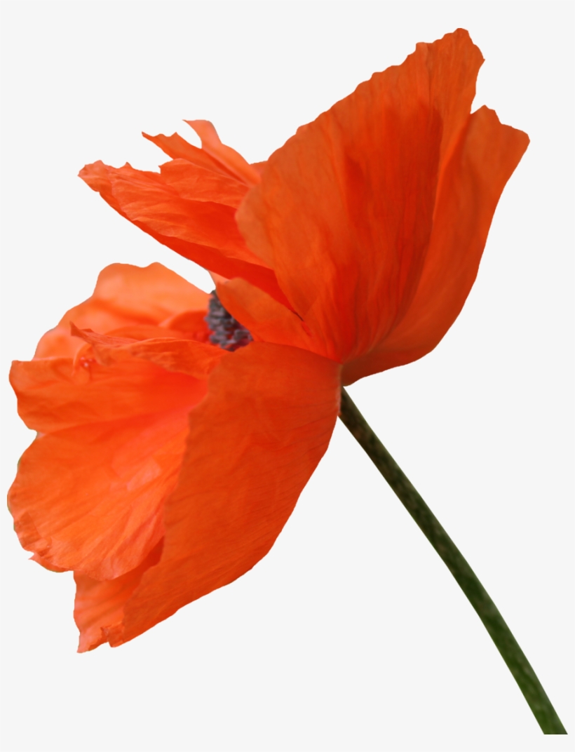 Poppy Photo, 2017 Planner, Diy Art, Poppies, Flora, - Poppy Png, transparent png #1067905