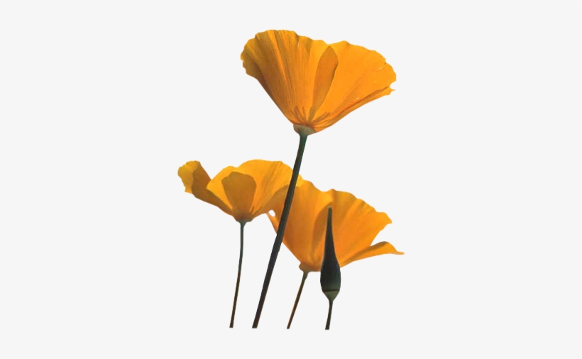 Poppies-orng - Orange Poppy Flower Png, transparent png #1067953