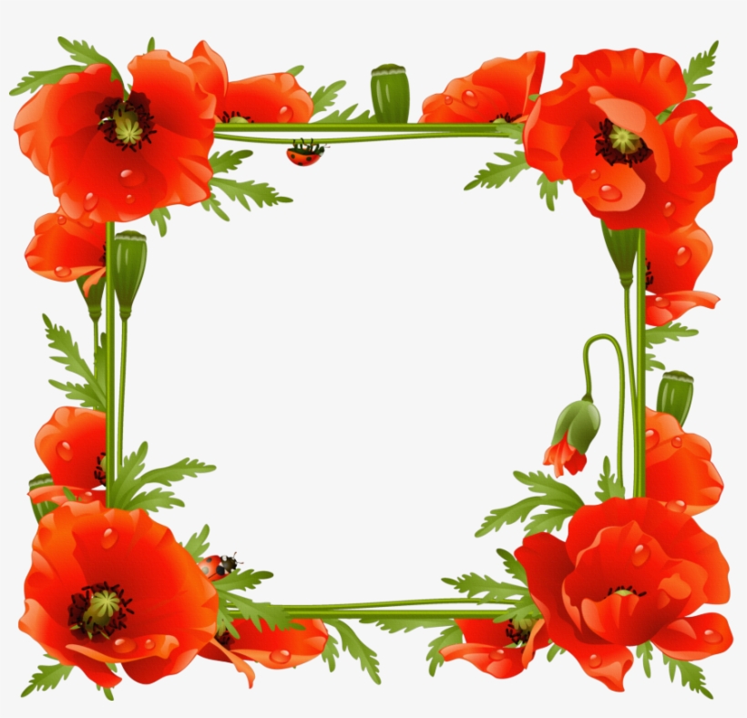 Poppy Flower Frame, transparent png #1067955