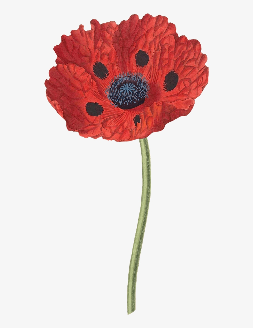 Flowers - Papaver Bracteatum, transparent png #1068113